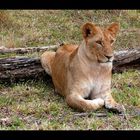 Masai Lion (Panthera leo nubica)