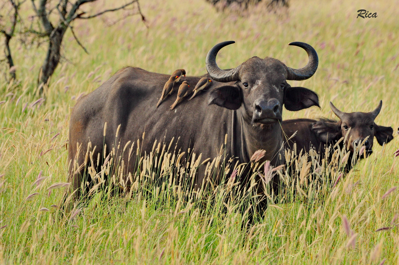 Masai Mara