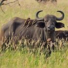 Masai Mara