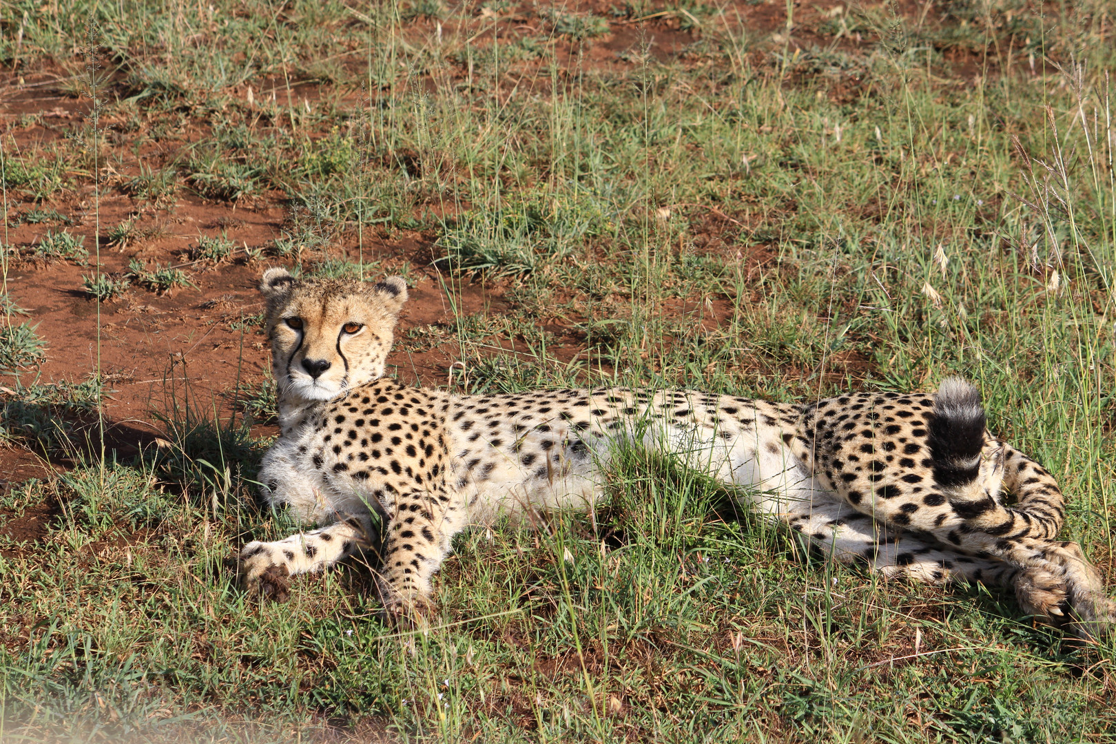 Masai Mara 1