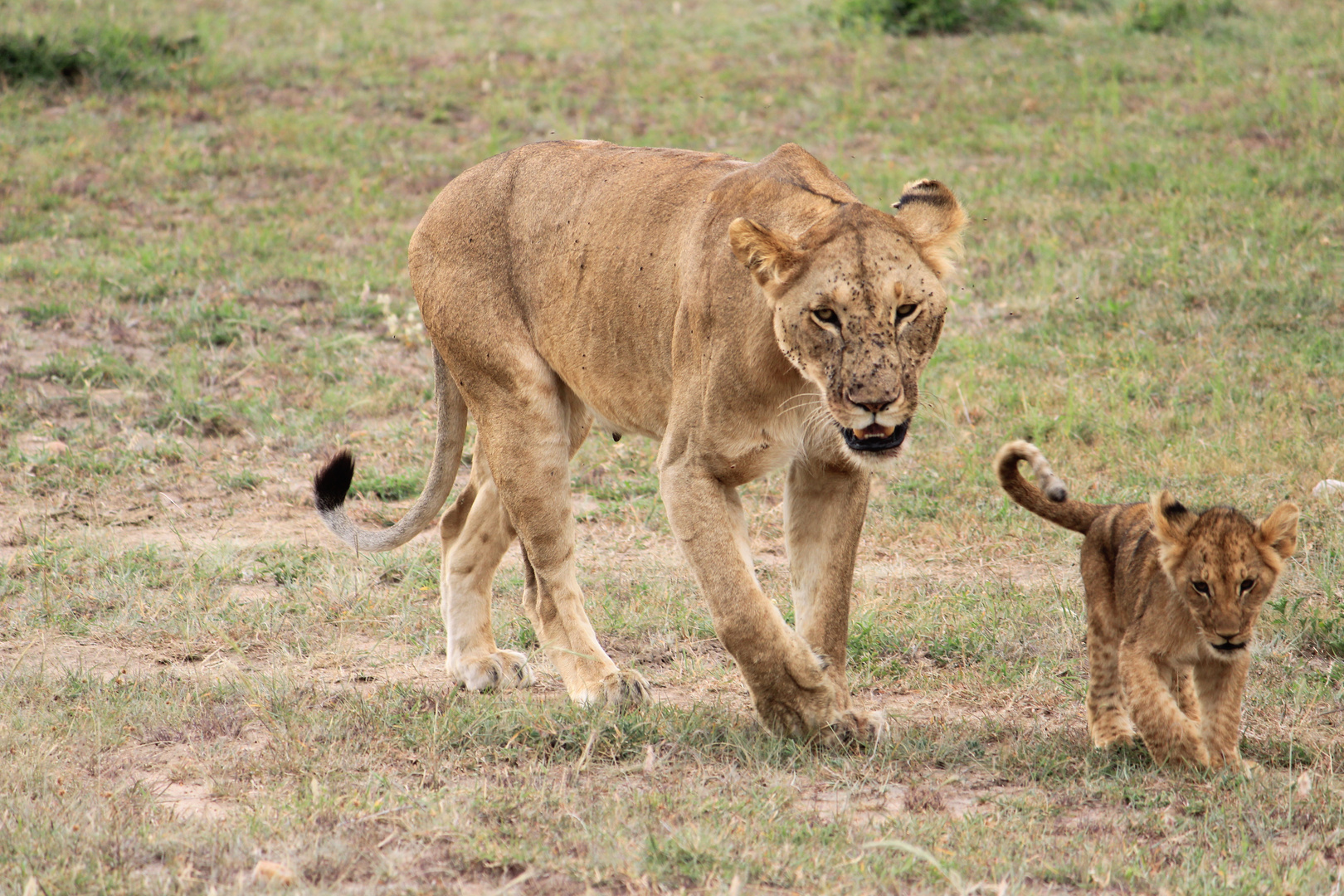 Masai Mara 2