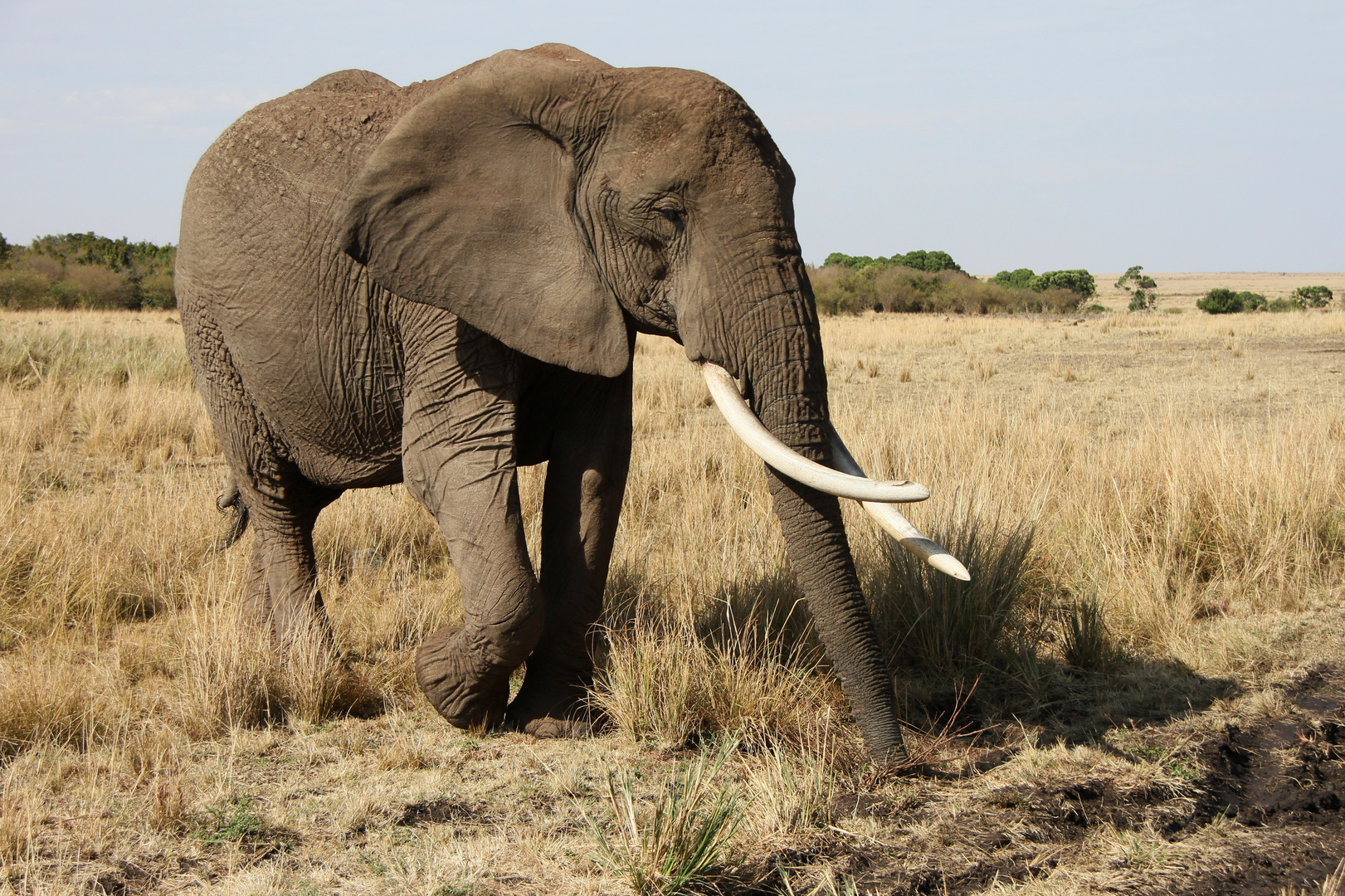 Masai Mara 2016 - Afrikanischer Elefantkuh mit extrem großen Stoßzähnen