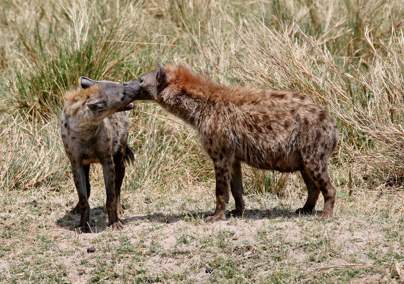 Masai Mara 2016 - auch Tüpfelhyänen brauchen Schmuseeinheiten