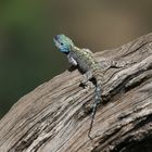 Masai Mara 2016 - Blaukehlagame - Agama atricollis 1