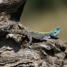 Masai Mara 2016 - Blaukehlagame - Agama atricollis 2