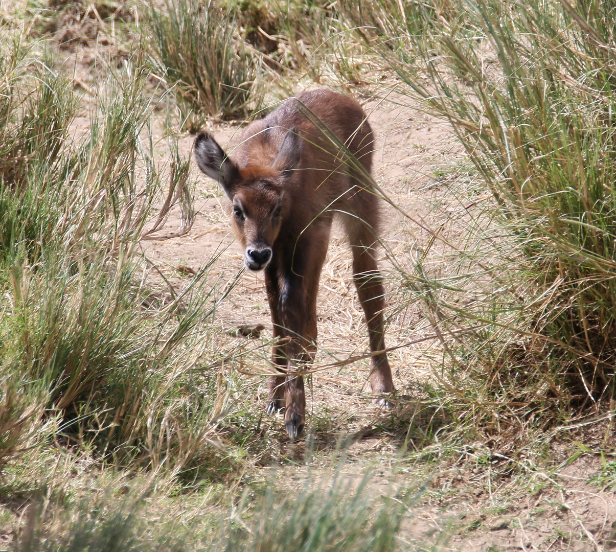 Masai Mara 2016 - Defassa-Wasserbock - Jungtier