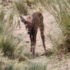 Masai Mara 2016 - Defassa-Wasserbock - Jungtier