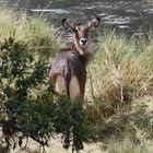 Masai mara 2016 - Defassa-Wasserbock - Muttertier