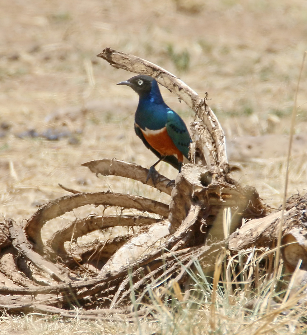 Masai Mara 2016 - Dreifarbenglanzstar