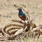 Masai Mara 2016 - Dreifarbenglanzstar