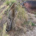 Masai Mara 2016 - ein Leopard veteidigt sein Revier