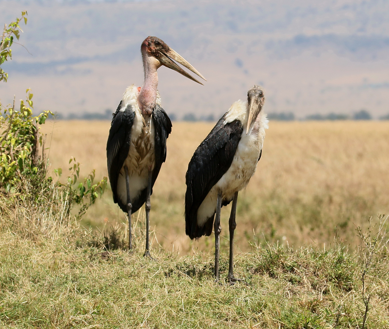 Masai Mara 2016 - Elke schau mal da sind schon wieder die Paparazzis