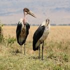 Masai Mara 2016 - Elke schau mal da sind schon wieder die Paparazzis