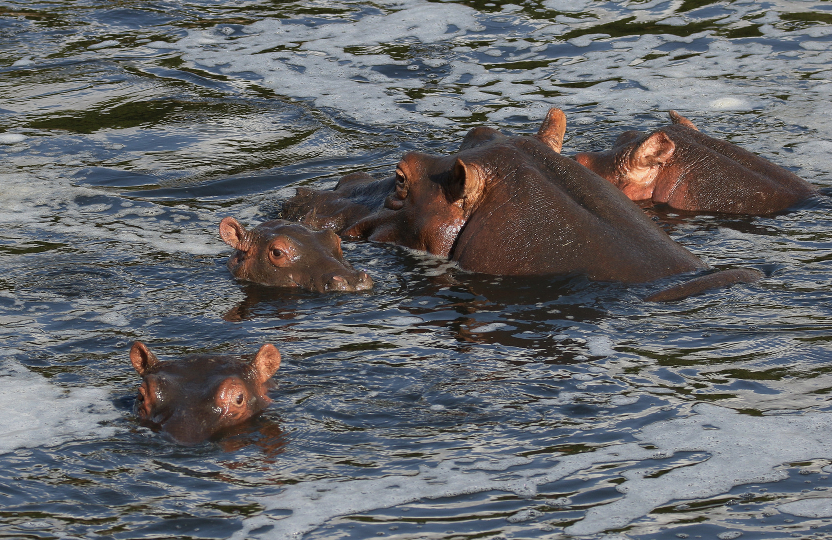 Masai Mara 2016 - Flusspferde beim Badespass ....