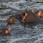 Masai Mara 2016 - Flusspferde beim Badespass ....