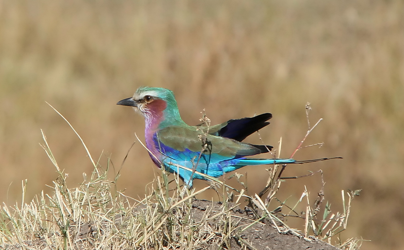 Masai Mara 2016 - Gabelracke 