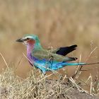 Masai Mara 2016 - Gabelracke 