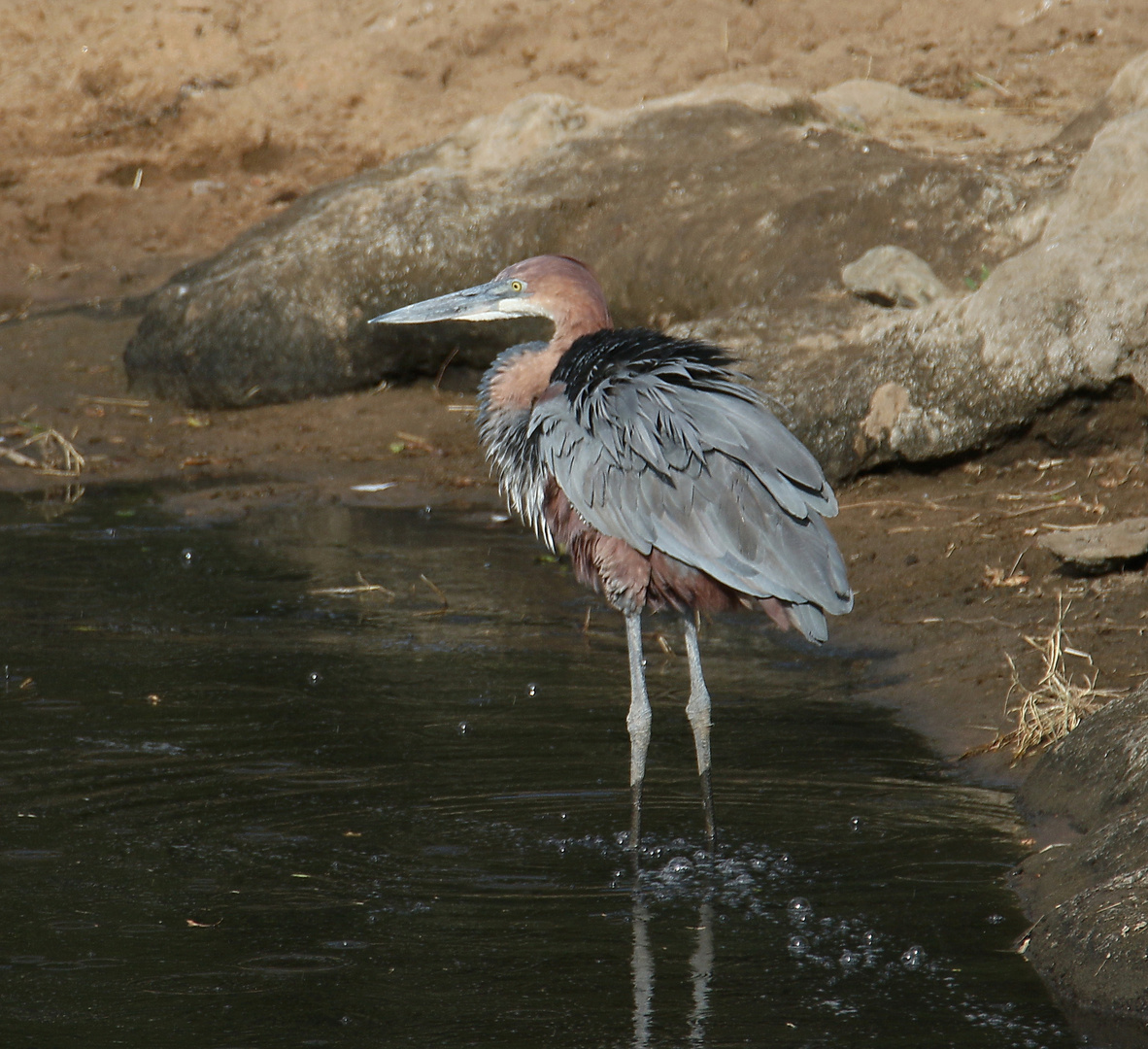 Masai Mara 2016 - Goliathreiher 