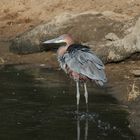 Masai Mara 2016 - Goliathreiher 