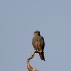 Masai Mara 2016 - Graufalke / Falco ardosiaceus