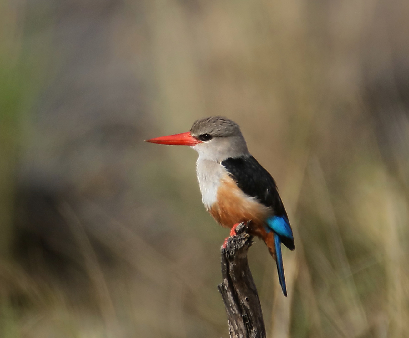 Masai Mara 2016 - Graukopfliest - Halcyon leucocephala