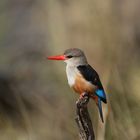 Masai Mara 2016 - Graukopfliest - Halcyon leucocephala