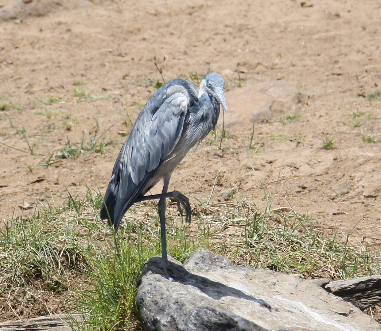 Masai Mara 2016 - Graureiher / Ardea cinerea