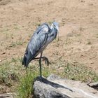 Masai Mara 2016 - Graureiher / Ardea cinerea