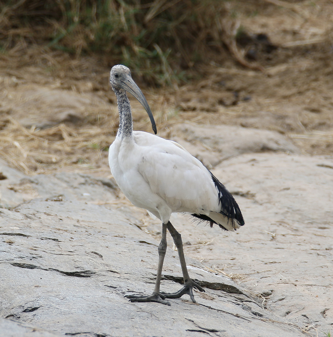 Masai Mara 2016 - Heiliger Ibis 