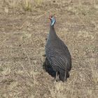 Masai Mara 2016 - Helmperlhuhn - Numida meleagris