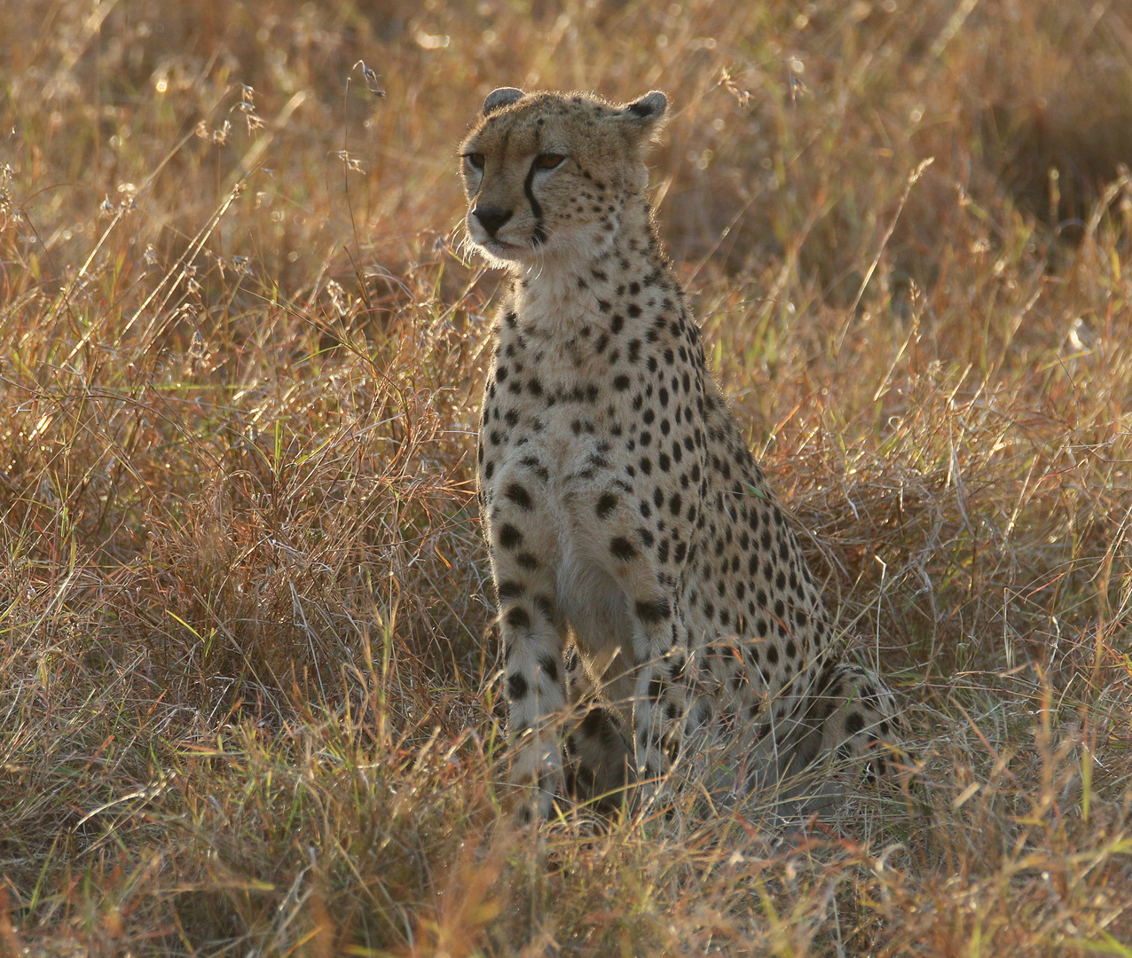 Masai Mara 2016 - -	in den frühen Morgenstunden -