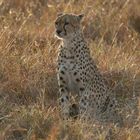 Masai Mara 2016 - -	in den frühen Morgenstunden -