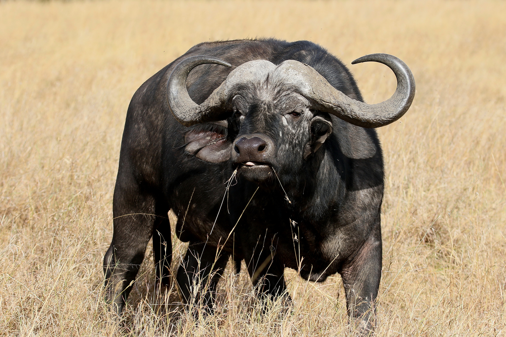 Masai Mara 2016 - Kaffernbüffel - Afrikanischer Büffel - Syncerus caffer