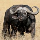 Masai Mara 2016 - Kaffernbüffel - Afrikanischer Büffel - Syncerus caffer