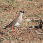 Masai Mara 2016 - Kronenkiebitz - Vanellus coronatus