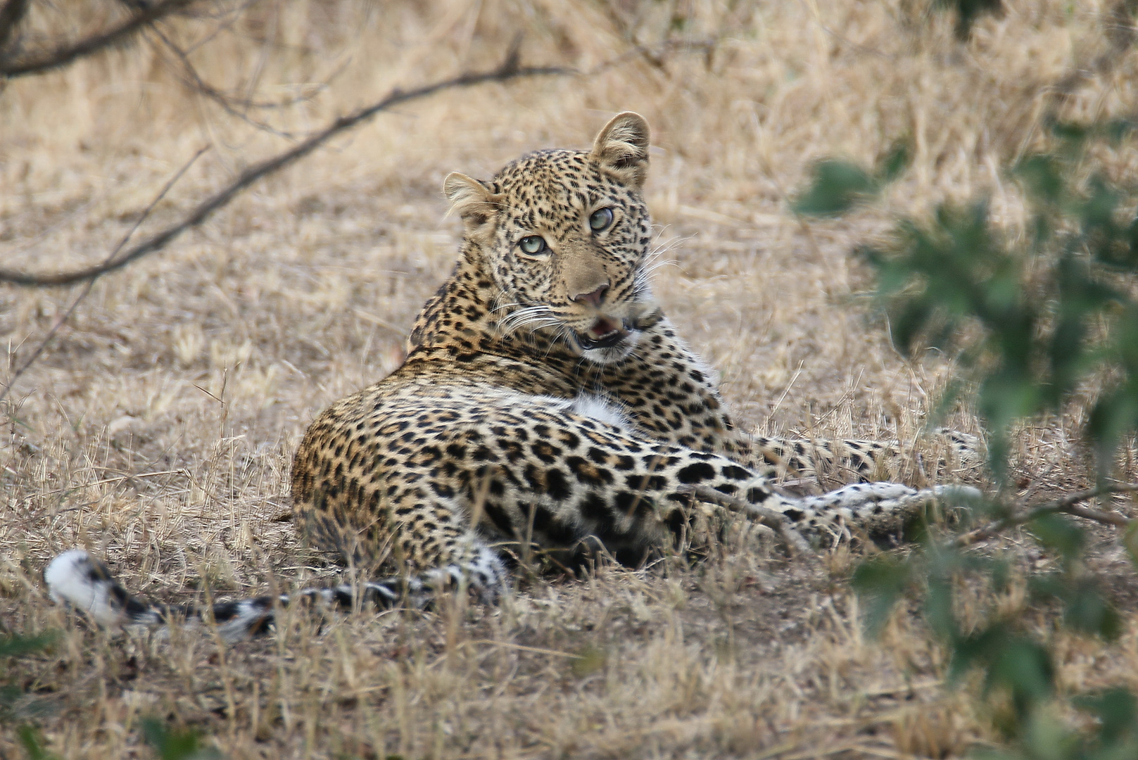 Masai Mara 2016 – Leopard 