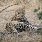 Masai Mara 2016 – Leopard 