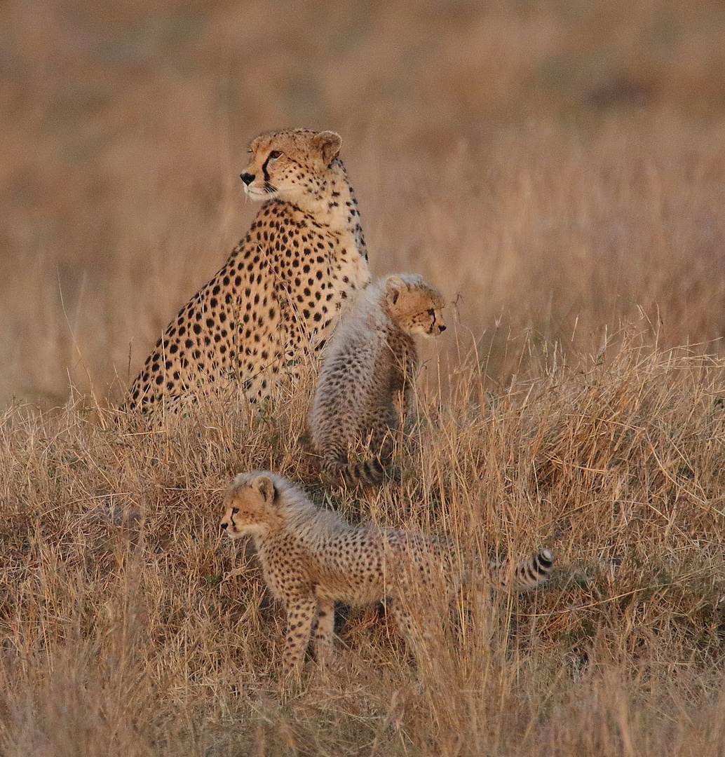 Masai Mara 2016 – Malaika mit Ihren Babys – Bild 1