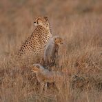 Masai Mara 2016 – Malaika mit Ihren Babys – Bild 1