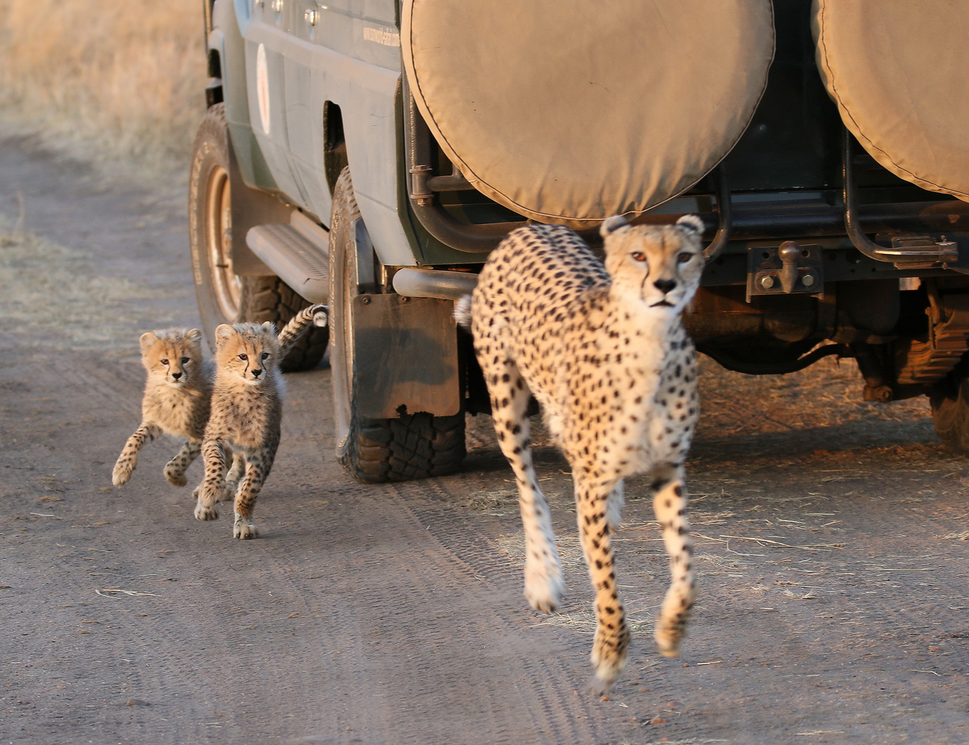 Masai Mara 2016 – Malaika mit Ihren Babys – Bild 2