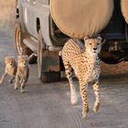 Masai Mara 2016 – Malaika mit Ihren Babys – Bild 2