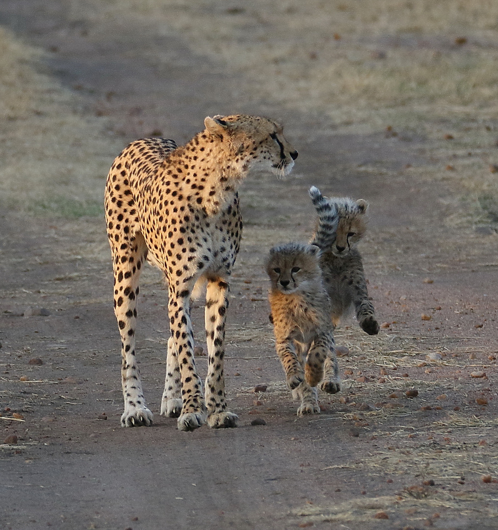 Masai Mara 2016 – Malaika mit Ihren Babys – Bild 3