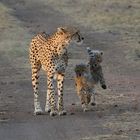 Masai Mara 2016 – Malaika mit Ihren Babys – Bild 3