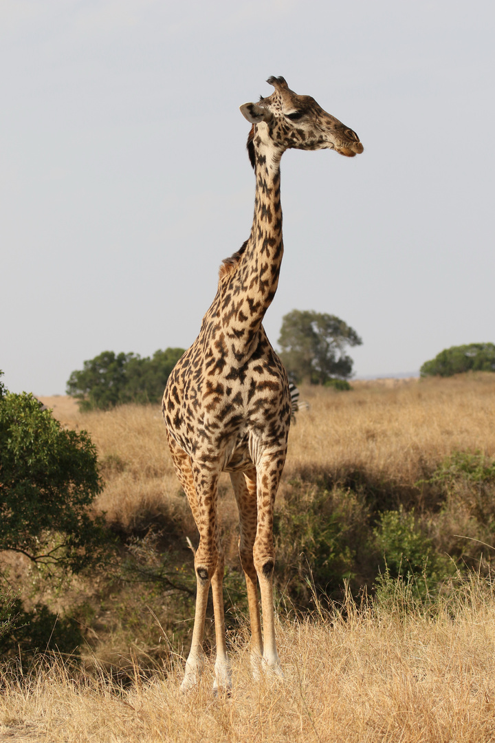 Masai Mara 2016 - Massai-Giraffe - 1