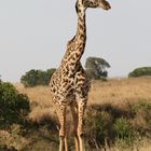 Masai Mara 2016 - Massai-Giraffe - 1