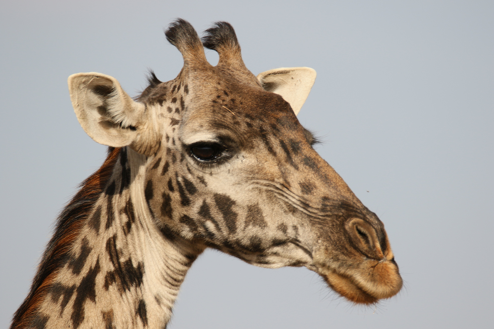 Masai Mara 2016 - Massai-Giraffe - 2