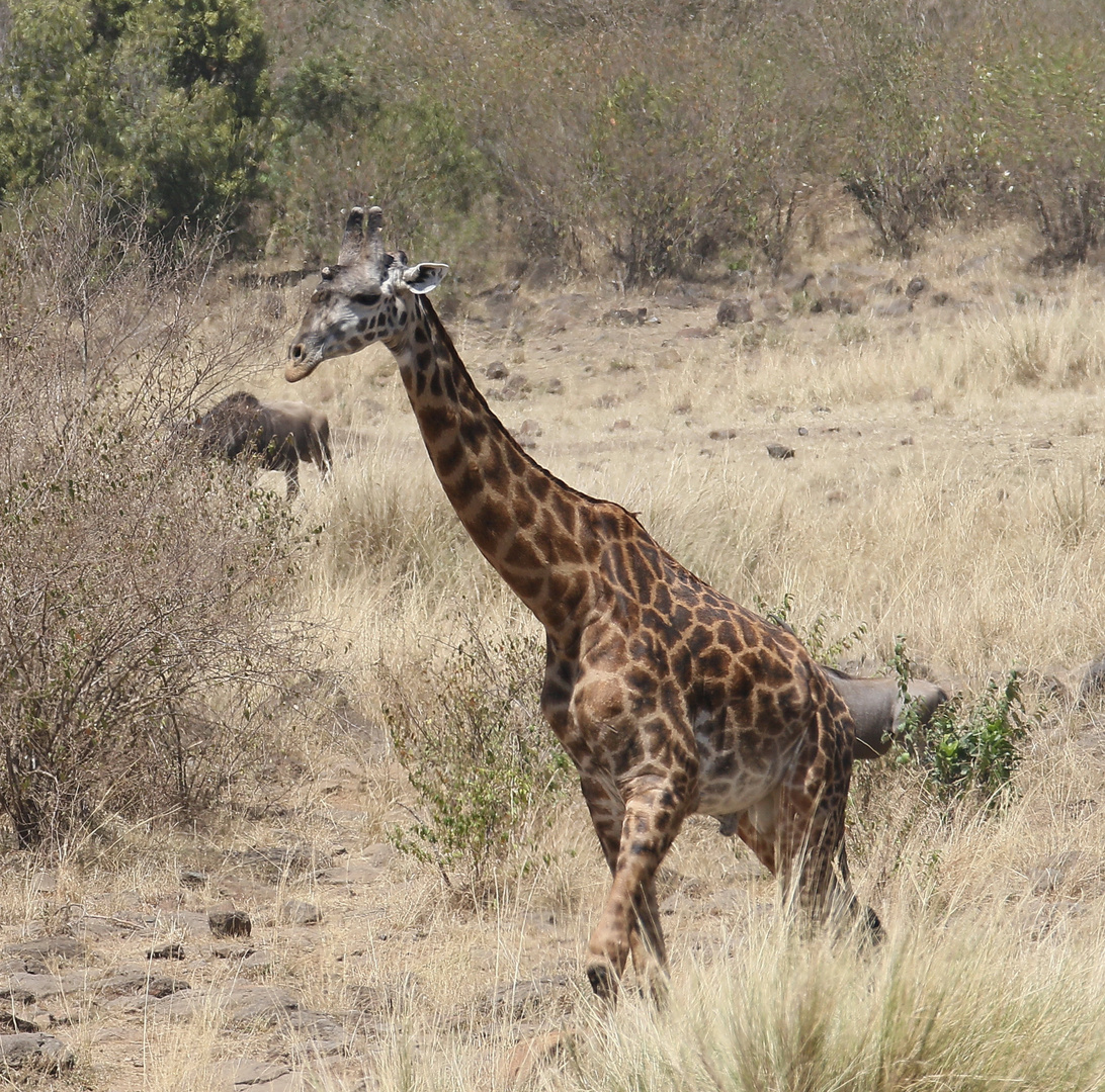 Masai Mara 2016 - Massaigiraffe 