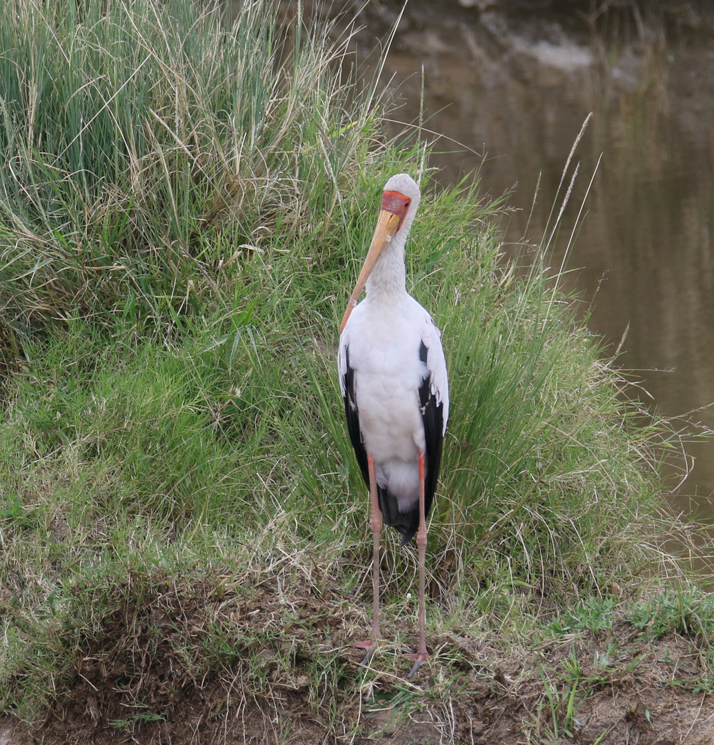 Masai mara 2016 - Nimmersatt / Mycteria ibis