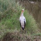 Masai mara 2016 - Nimmersatt / Mycteria ibis