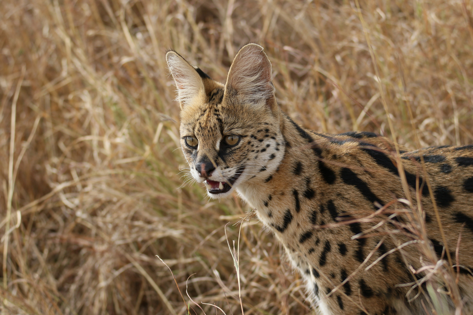 Masai Mara 2016 - Serval 